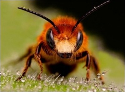 animal-insects-macro-bee-wallpaper_thumb_400