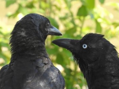 black_crows_raven_bird_wild_animal_nature_corvus-645719.jpgd_400