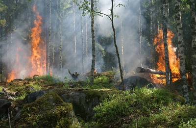 forest-fire-432870_960_720_400_02
