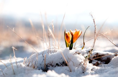 nature___seasons___spring__flowers_on_melted_snow_069330__400